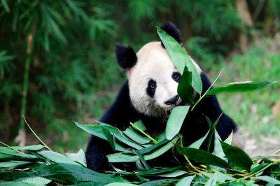 Giant Panda